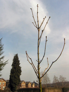 1342 Kroon van boom geplant ter herinnering aan Mia Vischschraper, een joods meisje dat tijdens de oorlog ondergedoken ...