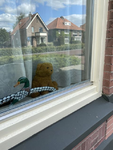 37 Een beer voor het raam aan de Tukseweg in Steenwijk in het kader van de 'Berenjacht'