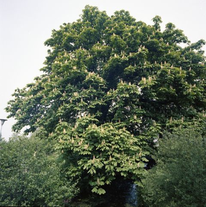 1445 Bloeiende kastanjeboom in Giethoorn Noord