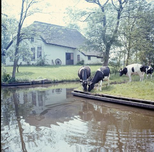 268 Koeien aan het water en een woonboerderij in de omgeving van Giethoorn/Dwarsgracht omstreeks 1975