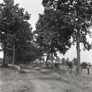 52 Landschap, zandpad met bomenrij, omstreeks 1973