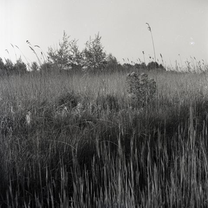 7 Landschap met riet in de omgeving Weerribben-Wieden omstreeks 1973