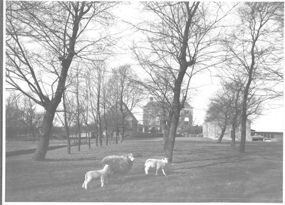  Foto van achterzijde Gemeenlandshuis met bouwhuizen, bomen en schapen, 1921