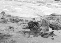 1549 Een boomstobbe in de veenlaag, blootgekomen na de novemberstormen in 1966 op het strand van Ockenburg, ter hoogte ...