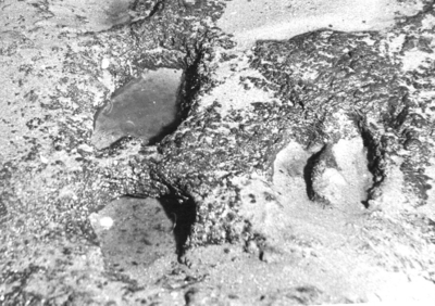 1551 Een runderspoor in de veenlaag, blootgekomen na de novemberstormen in 1966 op het strand van Ockenburg, ter hoogte ...