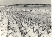 1726 Duinverzwaring tussen Monster en Kijkduin, helm- en rietplanting, 1968