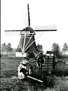 1935 Schaapweimolen te Rijswijk in de zomer van 1970, 1970