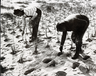 1977 het aanplanten van helmgras en riet aan de duinvoet, 1979