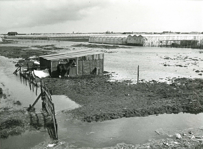 2387 Maalpeil in de polder Nieuwland en Noordland vanaf de Maasdijk ten gevolge van de storm op 1 en 2 mei 1979., 1979/mei/2
