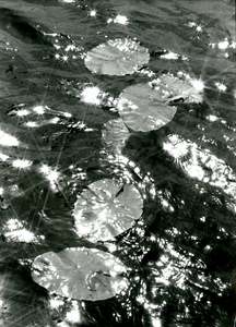 2499 waterlelies in het water., z.j. (1978?)