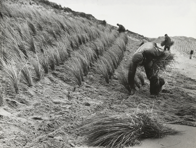 FOTO-000249 Helmplanten steken in de duinen, circa 1960