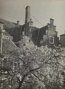 FOTO-000253 Achtergevel van het gemeenlandshuis van Rijnland met op de voorgrond alleen maar moerbeiboom, 1932