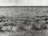 FOTO-000555 Het landschap langs de Provinciale weg bij de Wijde Aa, augustus 1967