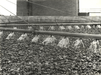 FOTO-001030 Noordelijk oxydatiebed met zesarmige sproeier van de afvalwaterzuiveringsinstallatie te Leidschendam, 1963