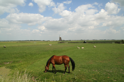 FOTO-850186 Paard en schapen in de wei Aarlanderveen, mei 2011