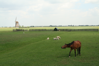 FOTO-850187 Paard en schapen in weiland met molens in Aarlanderveen, mei 2011
