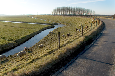 FOTO-850247 Schapen op de Spaarndammerdijk, 2014