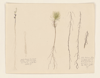 PRT-0166 Tekening van gewone brem en helmgras met hun wortelstelsels, in de duinen geplant met als doel ve..., 13-07-1827