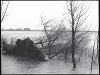 FOTO_00422 Een ontwortelde boom bij de dijk langs de Hollandse IJssel bij Moordrecht, 1 februari 1953