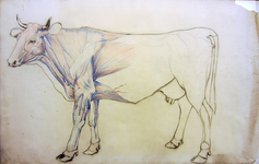 TE276 Studietekening van een koe