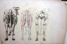 TE277 Studietekening van 3 koeien