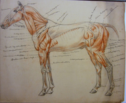TE278 Studietekening van een paard
