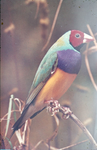 626 - Verschillende tropische vogels