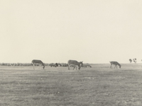 43475 - Solonieta-solonchak grond. Kudde schapen met als aanvoerders ezels