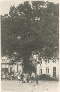 29625 De lindeboom op de noordzijde van de Markt, met op de achtergrond de noordzijde, ca. 1900