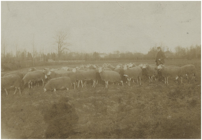 193217 Het hoeden van schapen op de Leenderheide, ca. 1900
