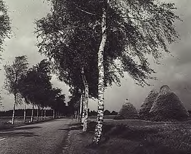 9178 De weg van Westerhoven naar Riethoven; rechts enige hooimijten, 1960