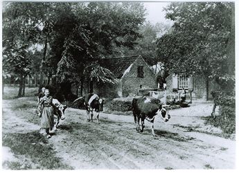 500057 Het weiden van de koeien, 1930