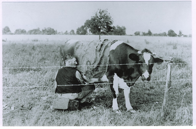 500058 Het melken van de koe door Gerardus ( Graard) van Esch, 1960