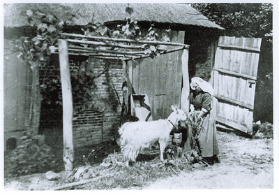 500090 Het voeren van de geit door Mijntje, op het erf van de boerderij, 1915