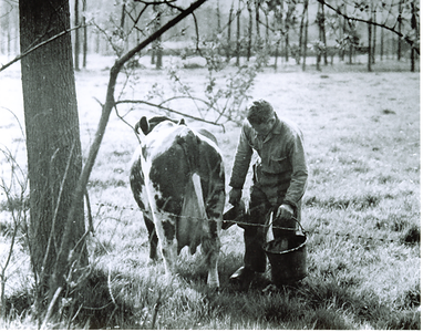 500105 Het melken van de koe door Theo Latijnhouwers , 1975
