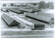 500136 Droogloodsen van N.V. Steenfabriek De Leeuwerik, 1950