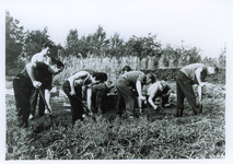 500625 Het rooien van de aardappels, 1943