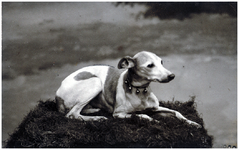 180563 Whippet hond, 1908