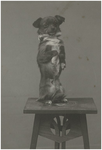 181136 Het zitten op een kruk door het hondje van de familie Smitz-Coovels, 1900 - 1910