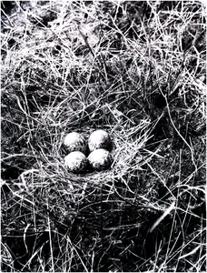181999 Vogelnest met eieren, z.j.