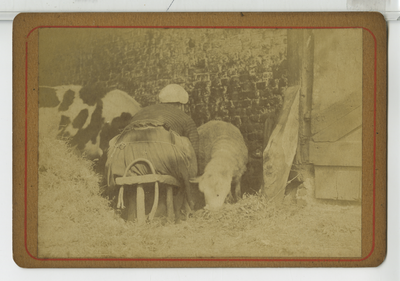 390072 Boerin op melkstoeltje in de stal, ca. 1890