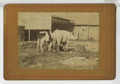 390075 Twee runderen op binnenplaats van een hoeve, ca. 1890