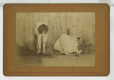 390076 Twee runderen bij een schuur, ca. 1890