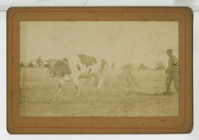 390165 Eggende boer met os, ca. 1890