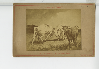 390210 Reproductie geplakt op grijs karton met rood kader van schilderij van Vuillfroy Taureaux & Genisse , ca. 1890