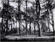 148755 Nauurgebieden Heeze: bossen, ca. 1955
