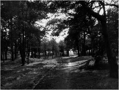 148756 Nauurgebieden Heeze: bossen, ca. 1955