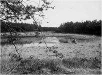 148780 Natuurgebieden, vennengebied omgeving Leende, 1948