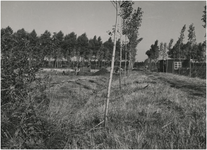 194533 Serie van 3 foto's betreffende werkzaamheden onder de Dienst Uitvoering Werken: Het uitvoeren van ...