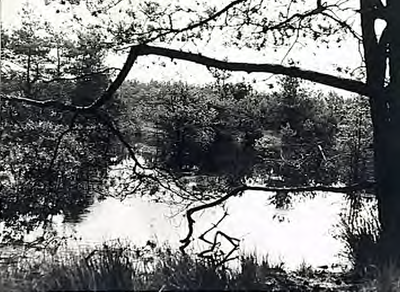 23621 Ven in moerassig bosgebied (groene zône, beschermd landschap), 05-1967